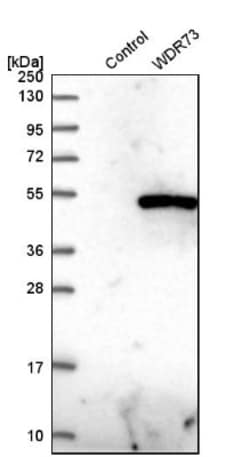 WDR73 Antibody, Novus Biologicals 25 &mu;L; Unlabeled:Antibodies, Polyclonal